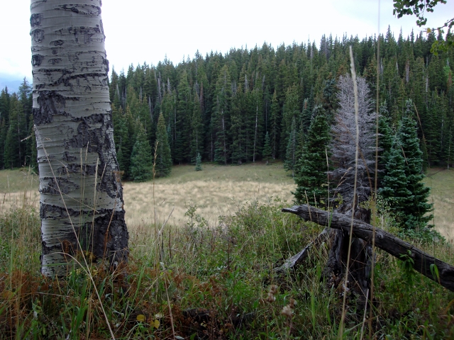 DSC01013 (640x480).jpg