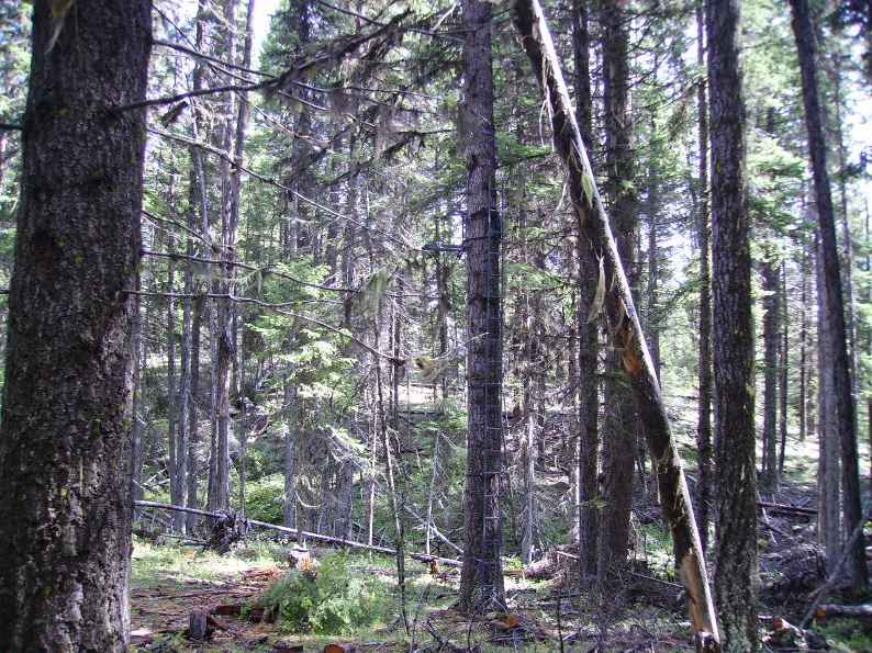 treestand.JPG