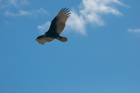 DSC_0011.jpg