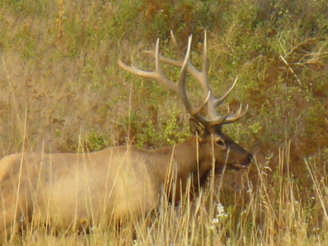 elk.jpg