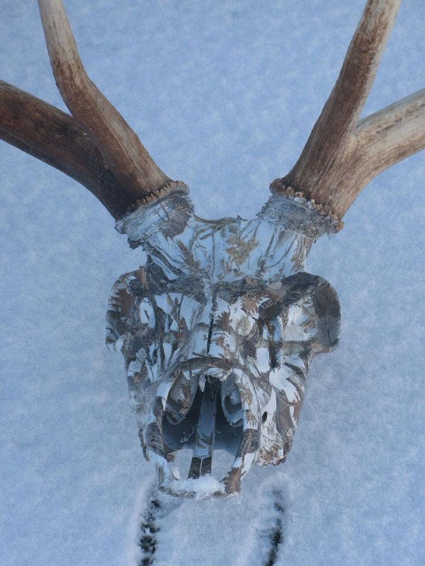 big elk with camo1resiz.jpg