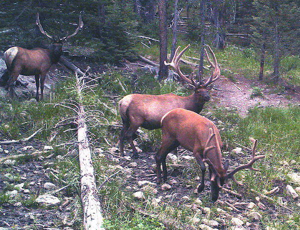 Elk 072813 452.jpg