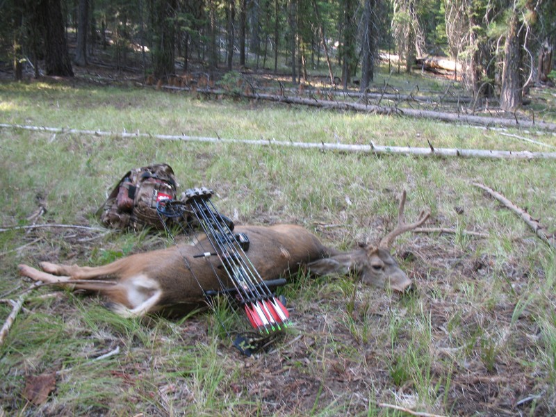 2013 buck 2.jpg