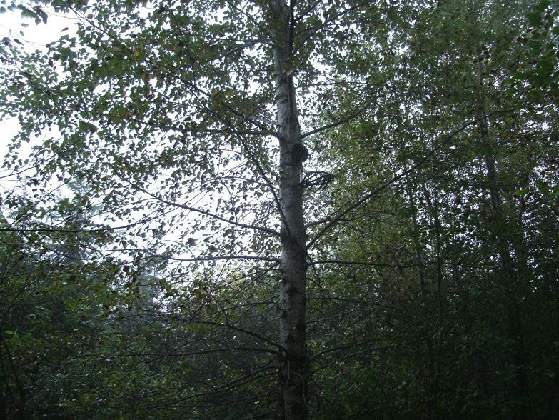 treestand1.JPG