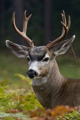 David_Moskowitz-Blacktail_Deer_Buck.jpg