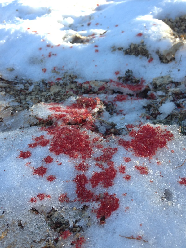 first blood re.jpg