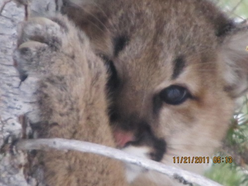 lion.jpg