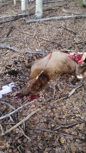 Calf shot.jpg