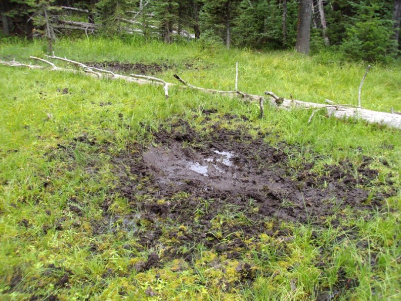 Wallow-Small.JPG