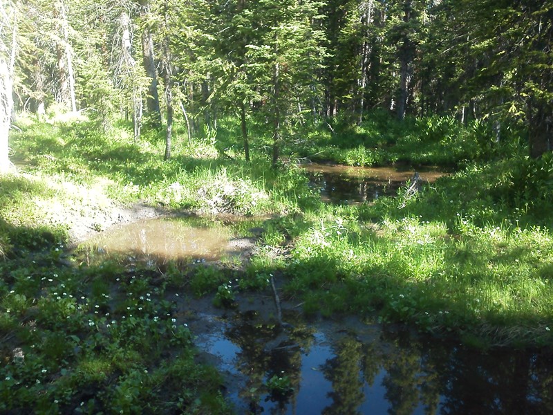 wallow shot resized.jpg