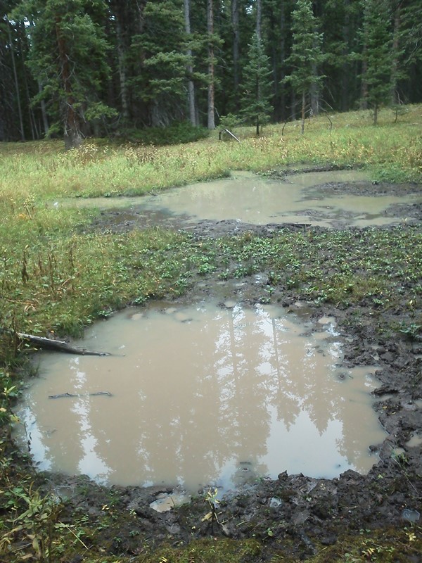 wallow 1.jpg