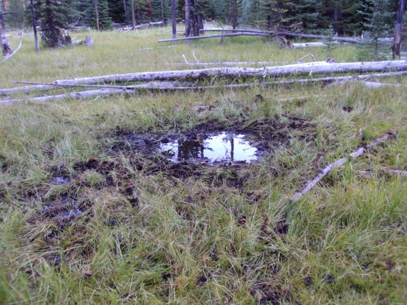 Wallow2-Small.JPG