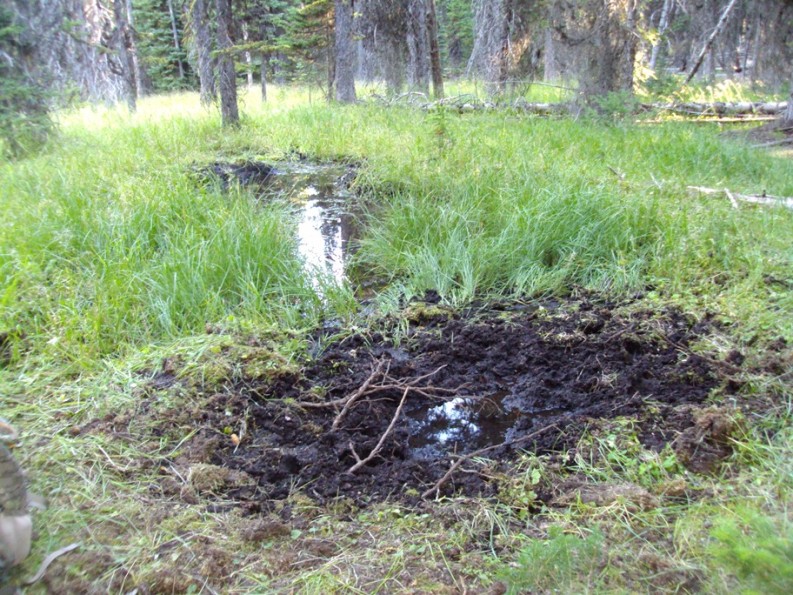 Wallow3-Small.JPG