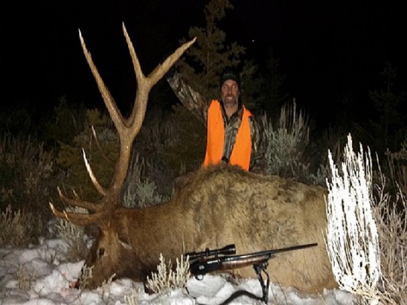 Elk Resized.jpg