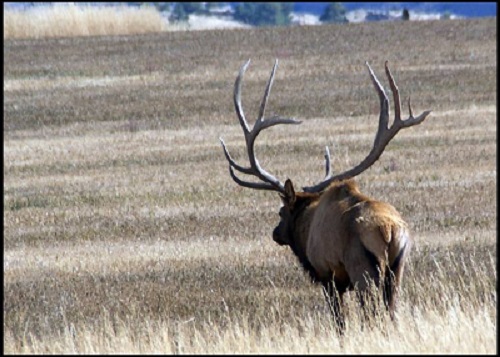 Tripl3Bull.jpg