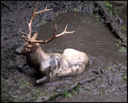 bullinwallow.jpg