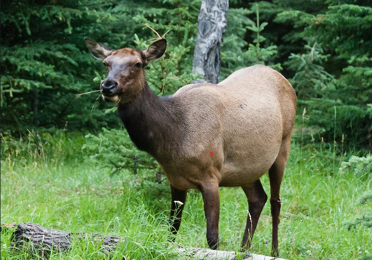 cow%20elk.jpg
