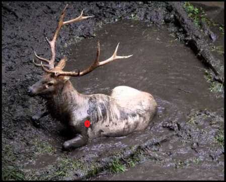 bullinwallow.jpg