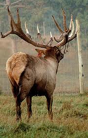 big bull.jpg