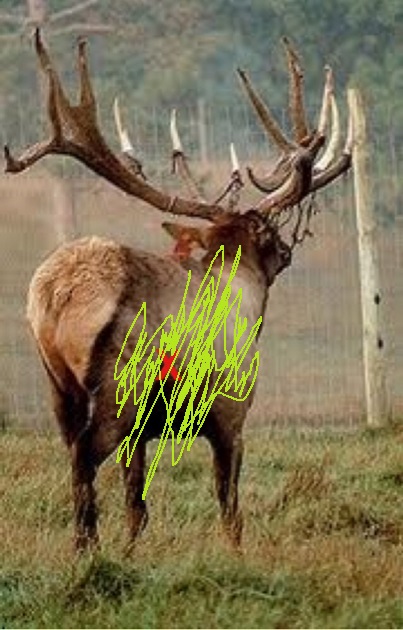big bull 2.jpg