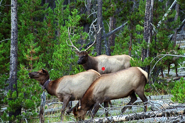 3%20elk.jpg
