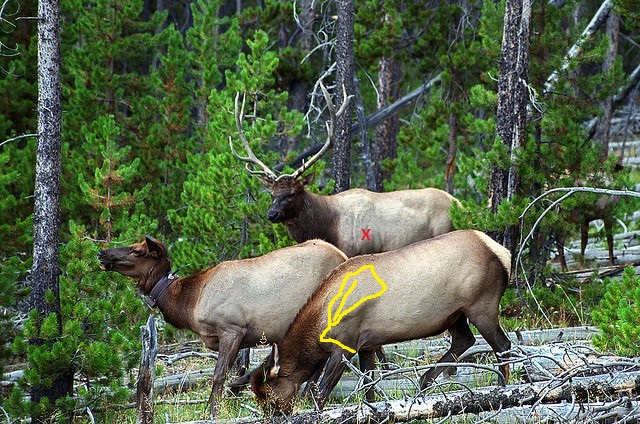 3 elk.jpg