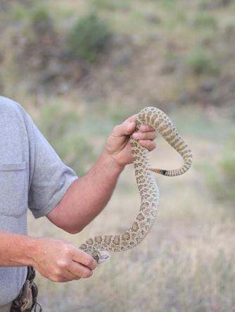 rattler3.jpg