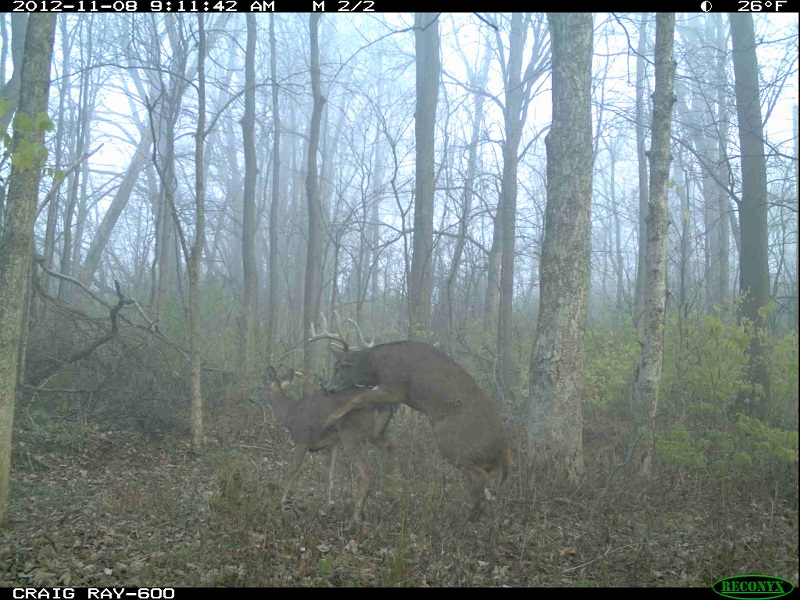 deer1.jpg