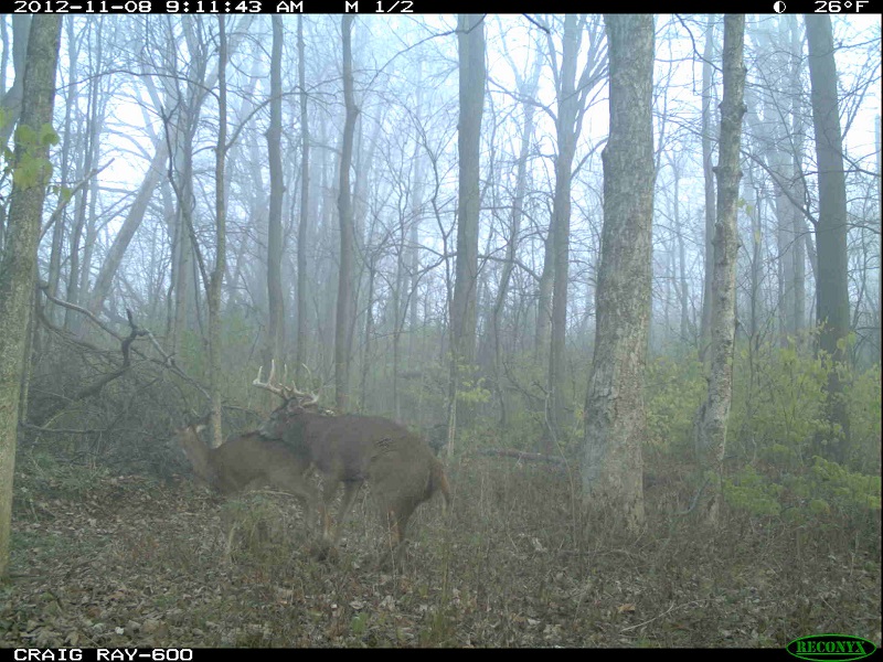 deer2.jpg