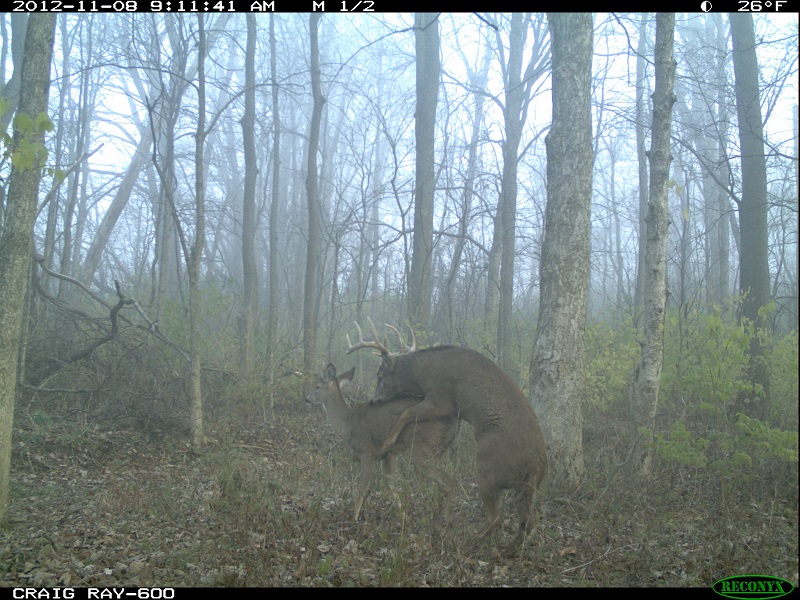deer3.jpg