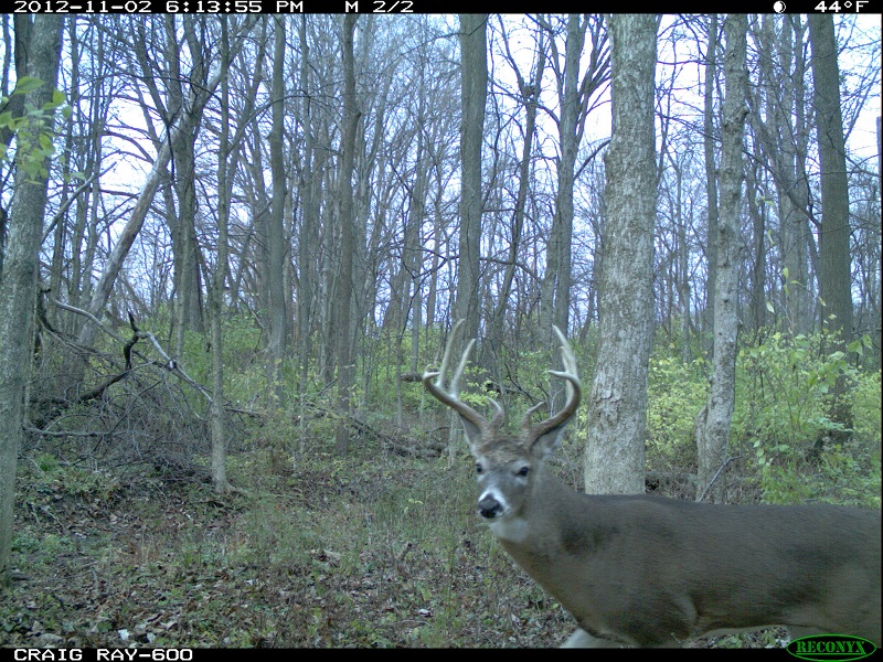 deer4.jpg