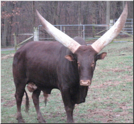 Bull.jpg