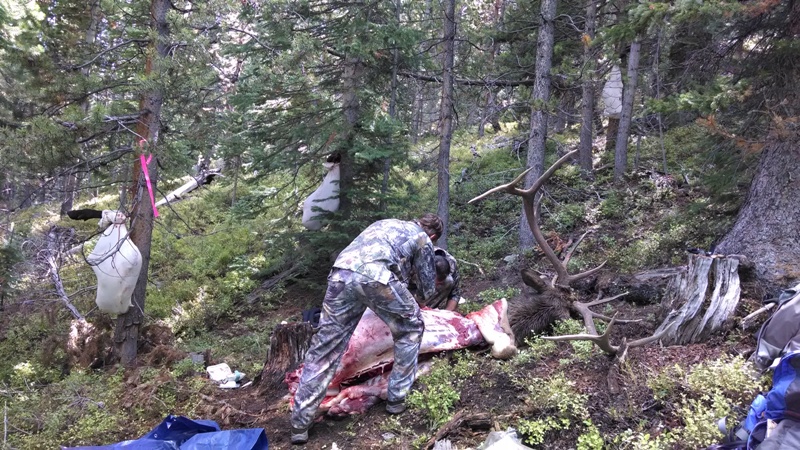Bull cutting.jpg