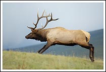 runningelk.jpg