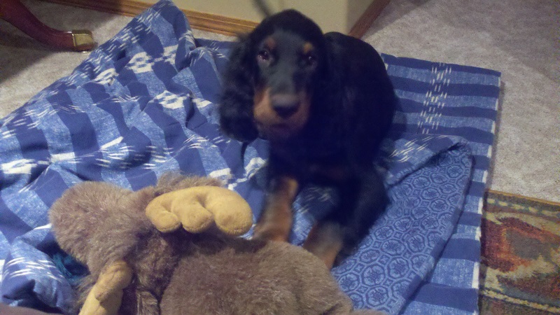 Moose.JPG