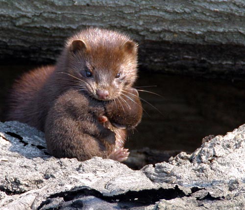 critter%204.jpg