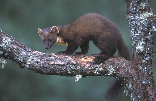 Critter1.jpg