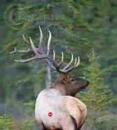 elk11.a.jpg