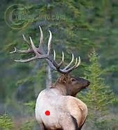 elk11.jpg
