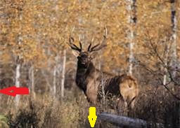 elk12aa.jpg