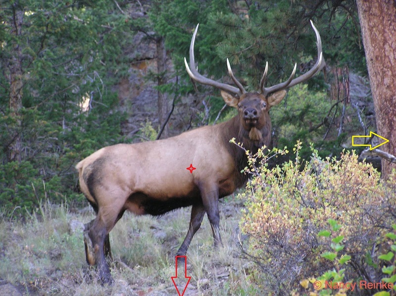 Elk123.JPG
