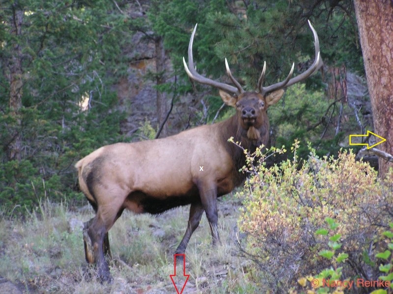 Elk123.JPG