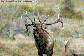 imagesDM9AL802.gif