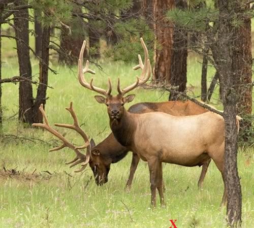 Elkx22.jpg