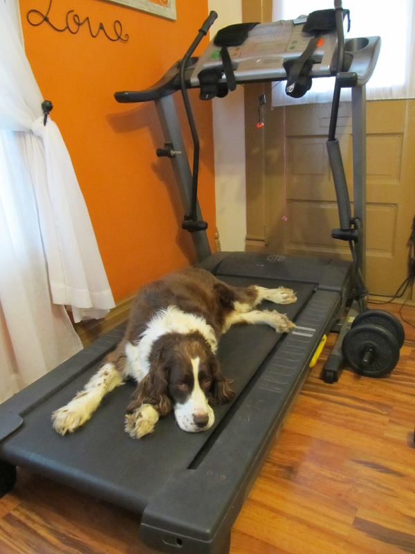 sageon treadmill.jpg