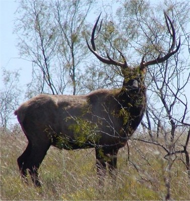 big_elk-8057.jpg
