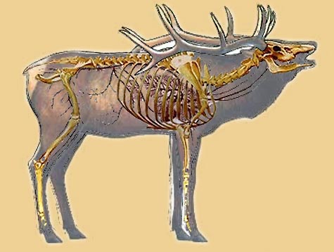elk-anatomy2.jpg