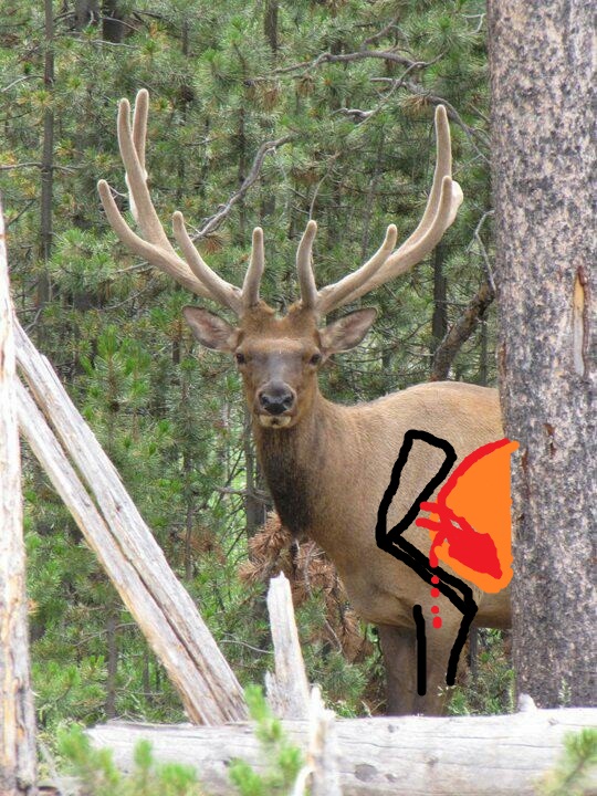 velvet bull.jpg