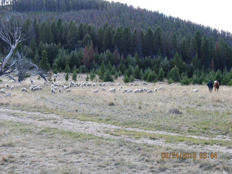 montana sheep.jpg