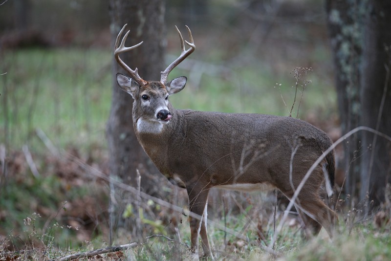 WT Buck.jpg